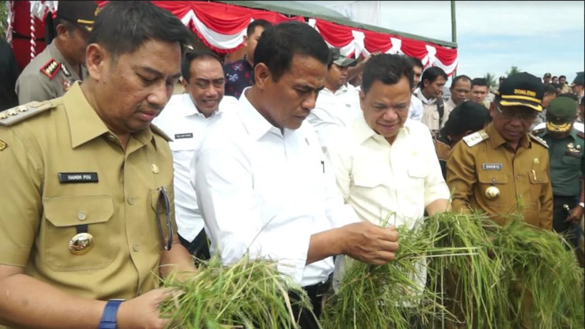 Kementan Ungkap Data Food Estate yang Berhasil Panen